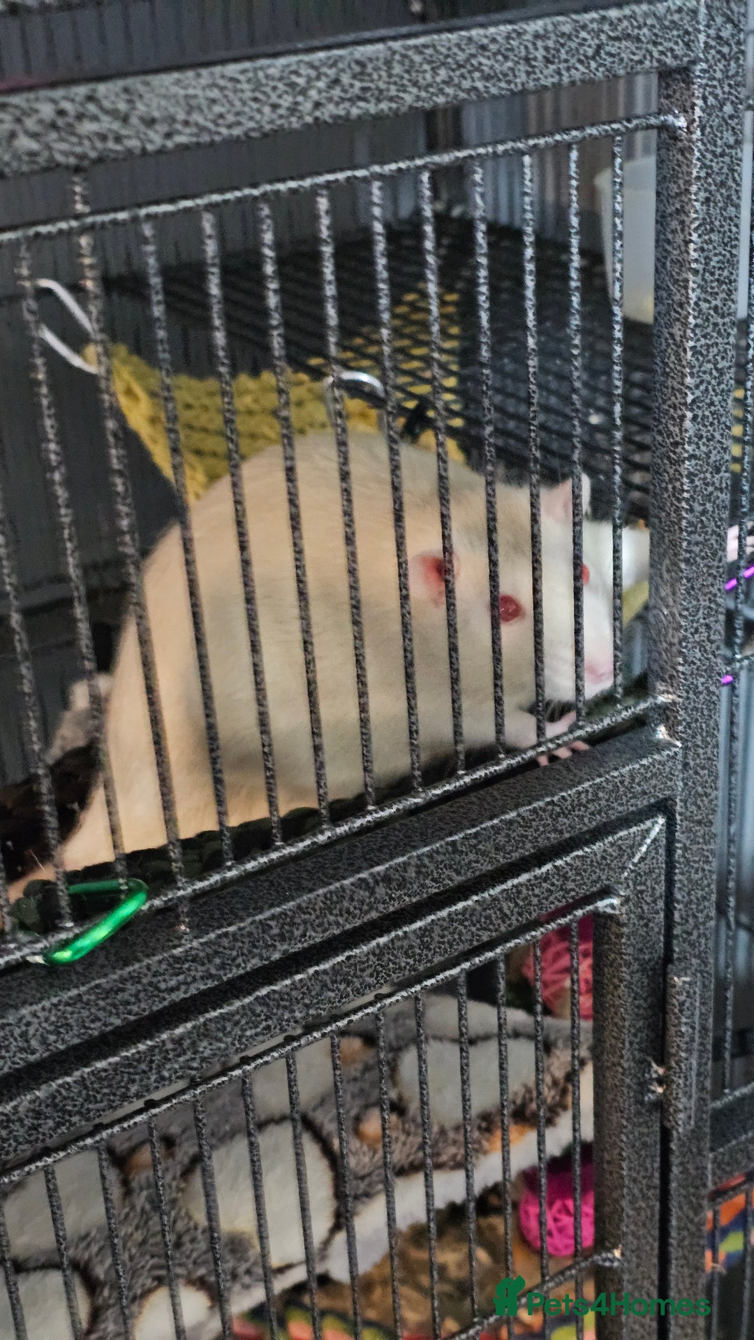 Rat rodents for sale: 3 male rats free to experienced home - Image 5