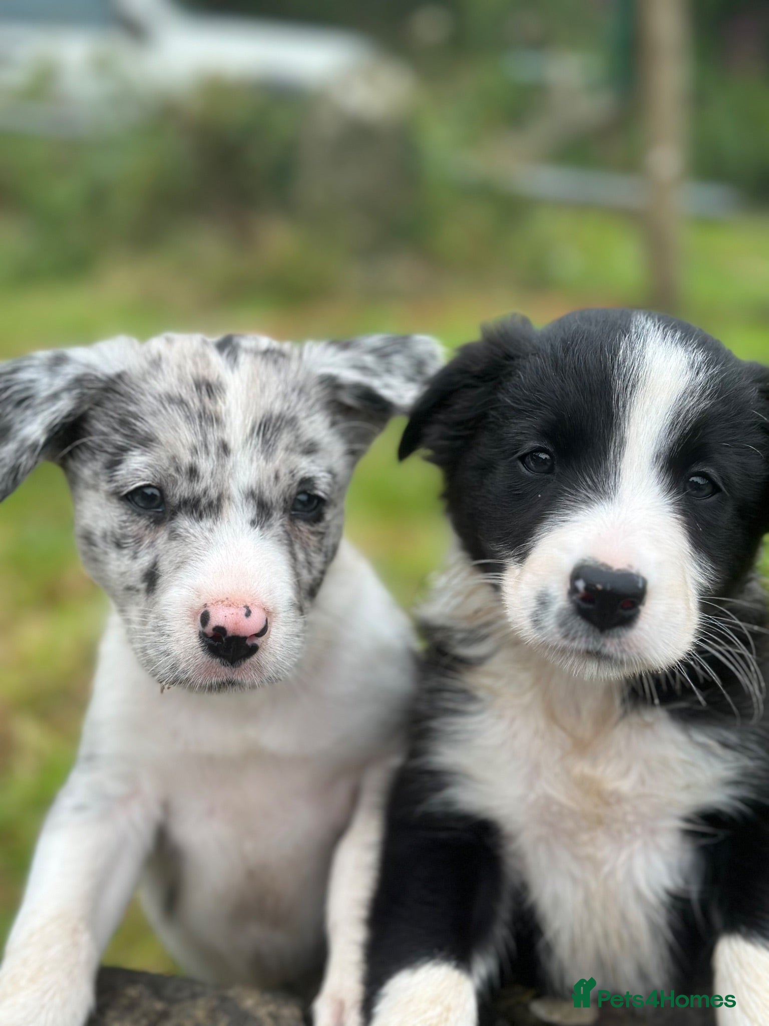Border Collie dogs Beautiful Border Collie Puppies - Advert 2