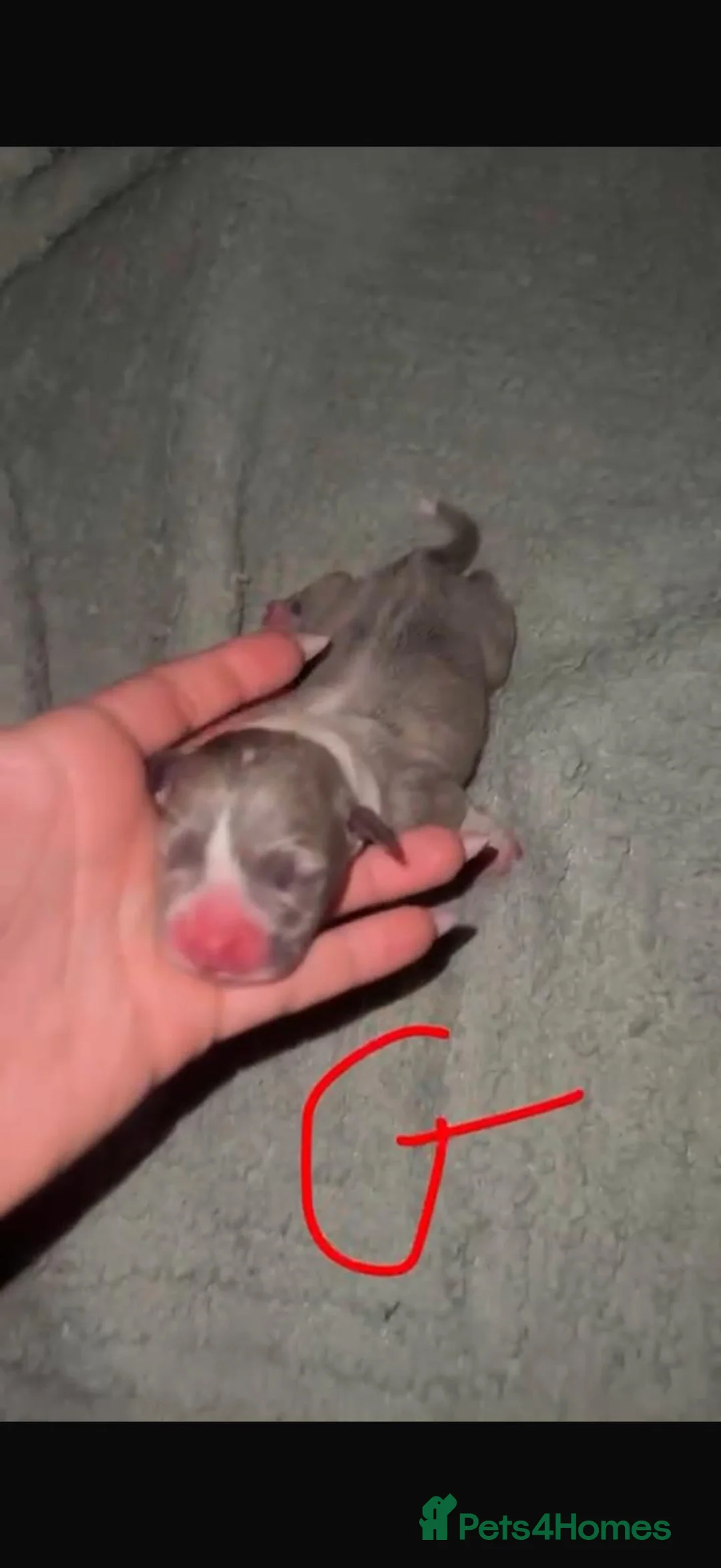 Mixed Breed dogs for sale: Beautiful mixed litter of puppies for sale - Advert 2