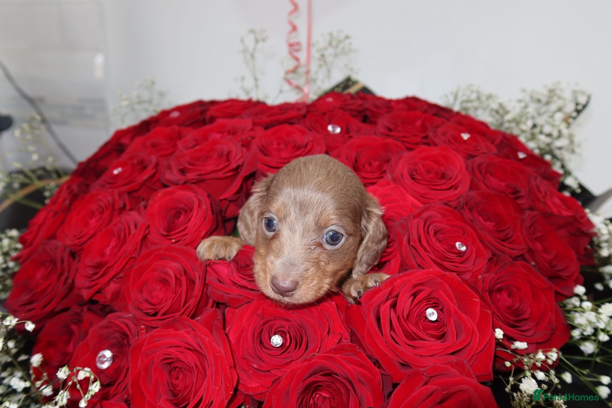 Miniature Dachshund dogs Last 2 blue&tan girls kc longhair mini dachshunds - Advert 1