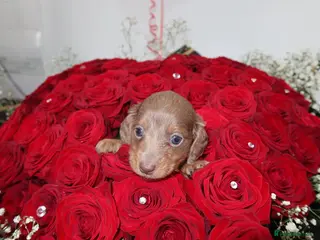 Miniature Dachshund dogs Last 2 blue&tan girls kc longhair mini dachshunds - Advert 1