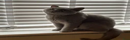 British Shorthair cats for sale: Active Registered British Shorthair  - Advert 1
