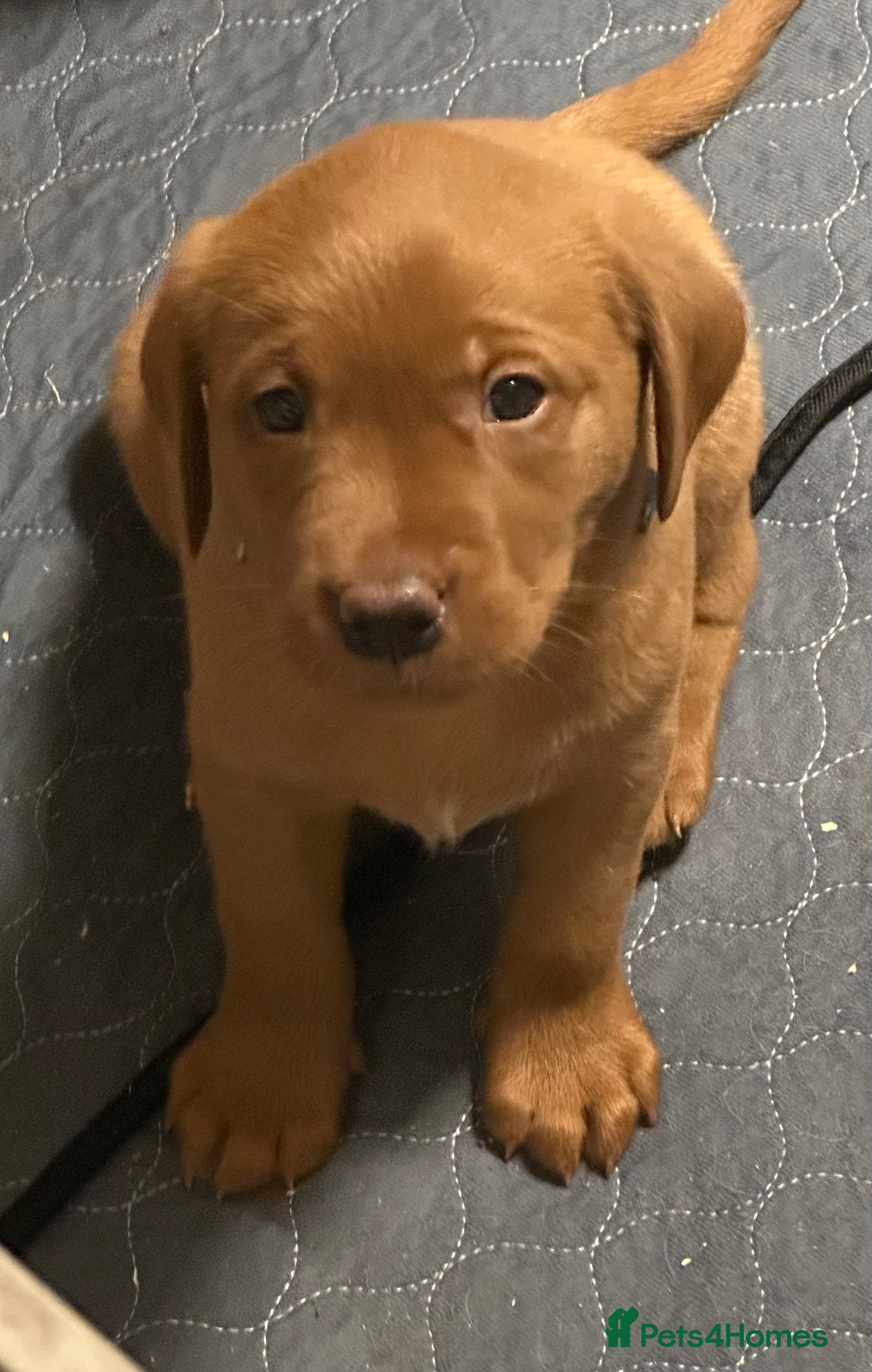 Labrador Retriever dogs Ready to go now  Fox red lab girls available  - Advert 10