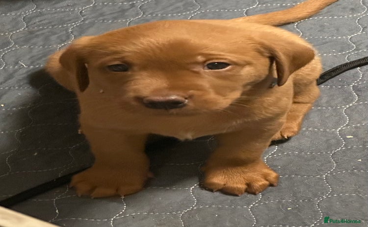 Labrador Retriever dogs Fox red lab girls available  - Advert 6