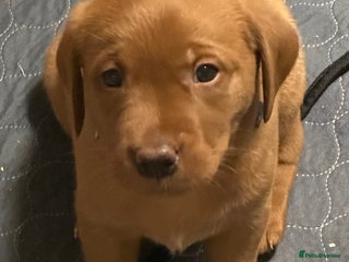 Labrador Retriever dogs for sale: Fox red lab girls available - Advert 1