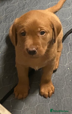 Labrador Retriever dogs Fox red lab girls available - Advert 1