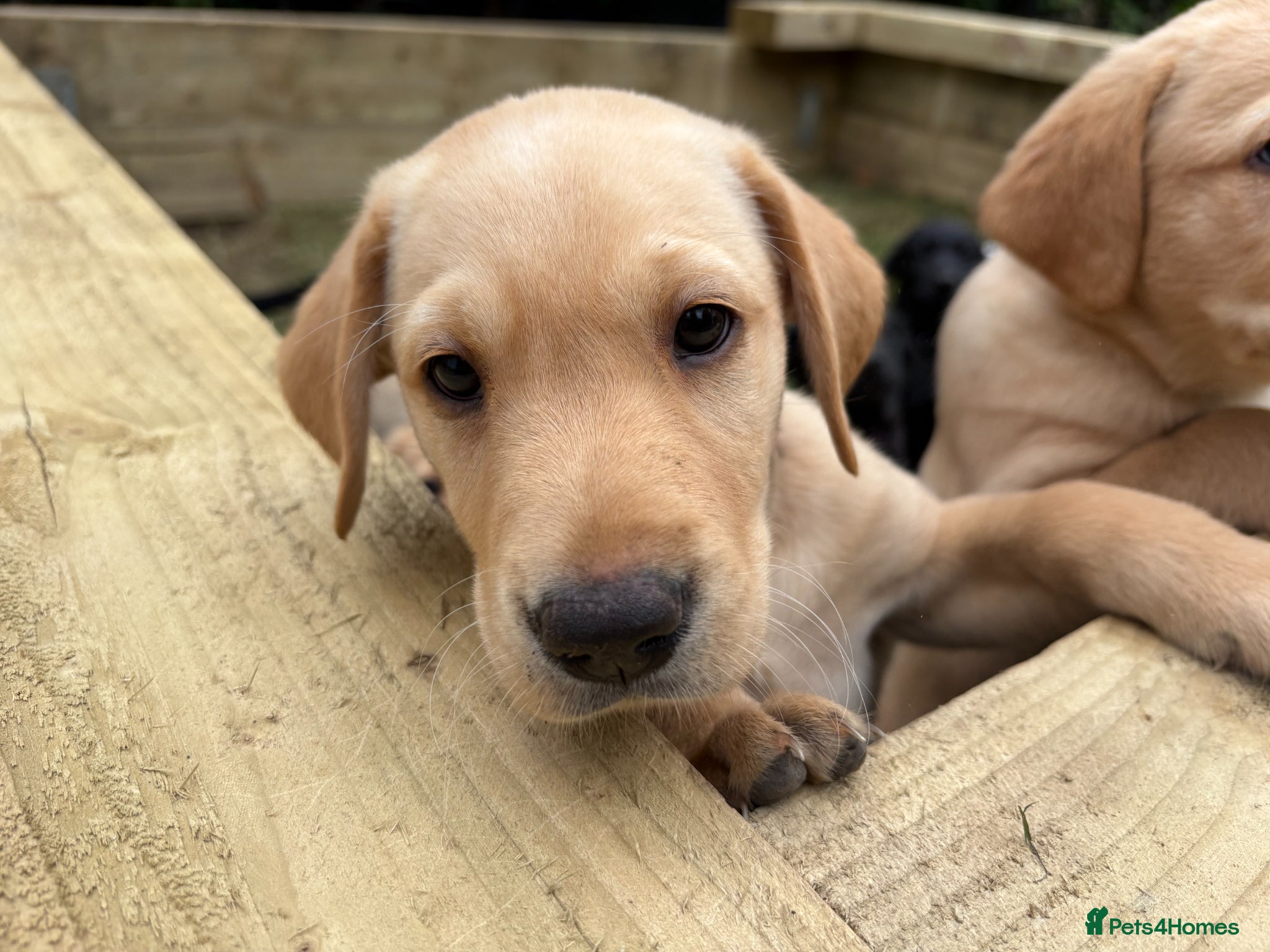 Labrador Retriever dogs 🐾Beautiful Labrador Puppies - 1 LEFT 🐾  - Advert 17