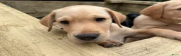 Labrador Retriever dogs for sale: 🐾Beautiful Labrador Puppies - 1 LEFT 🐾  - Advert 1