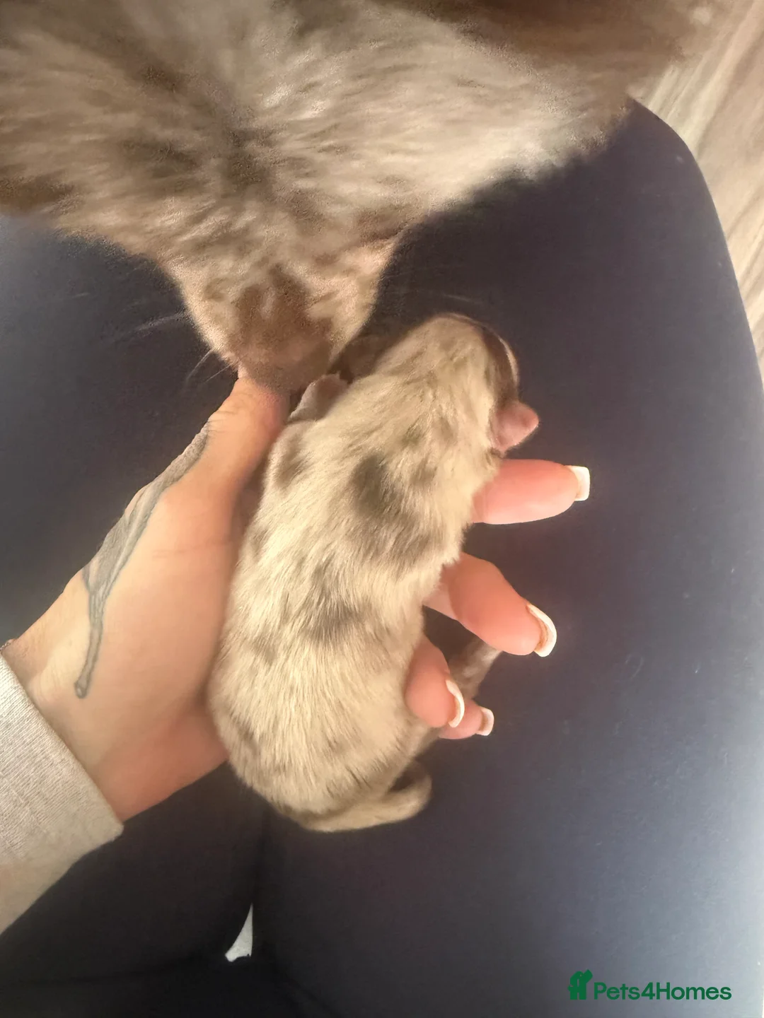 Pomeranian dogs for sale: WAITING LIST OPEN for 2 beautiful Pomeranian boys  - Advert 2