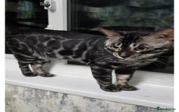 Bengal cats for sale: Rare Bengal babies - Image 31