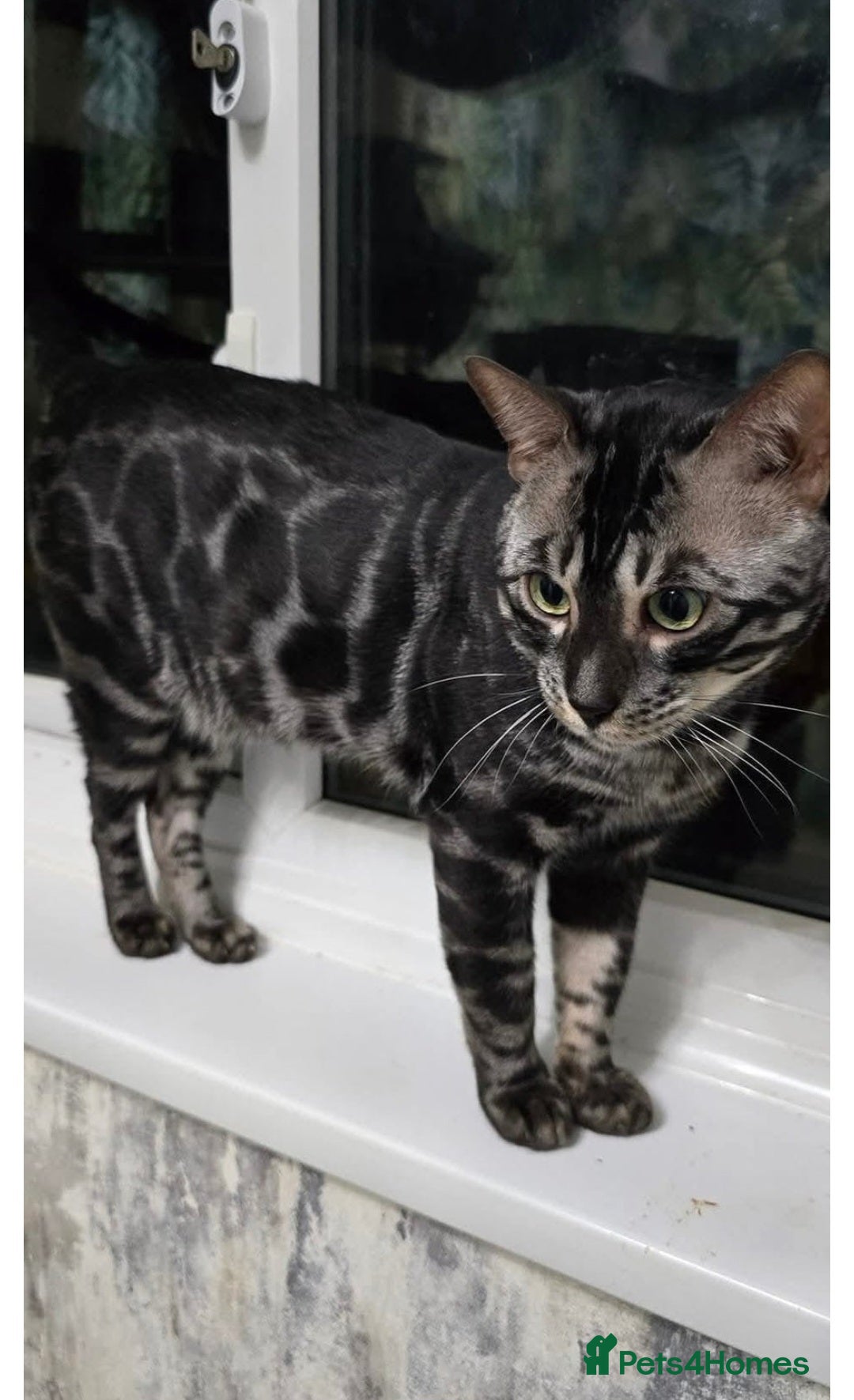 Bengal cats for sale: Rare Bengal babies - Image 31