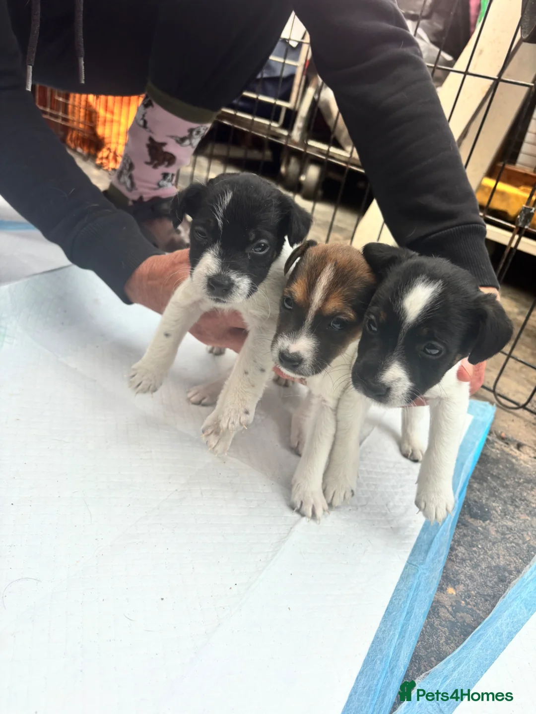 Jack Russell dogs for sale: Jack Russel pups. Long and Short hair  - Advert 2