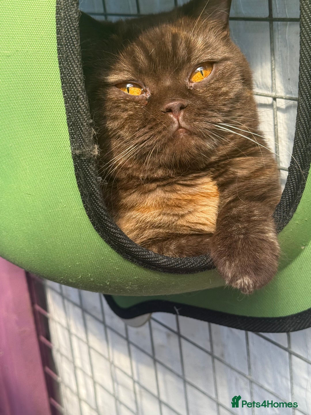 British Shorthair cats for sale: Stunning Active reg Chocolate Tortie British sh - Advert 2