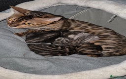 Bengal cats for sale: 6 pure bred TICA Bengals 😻 - Image 5