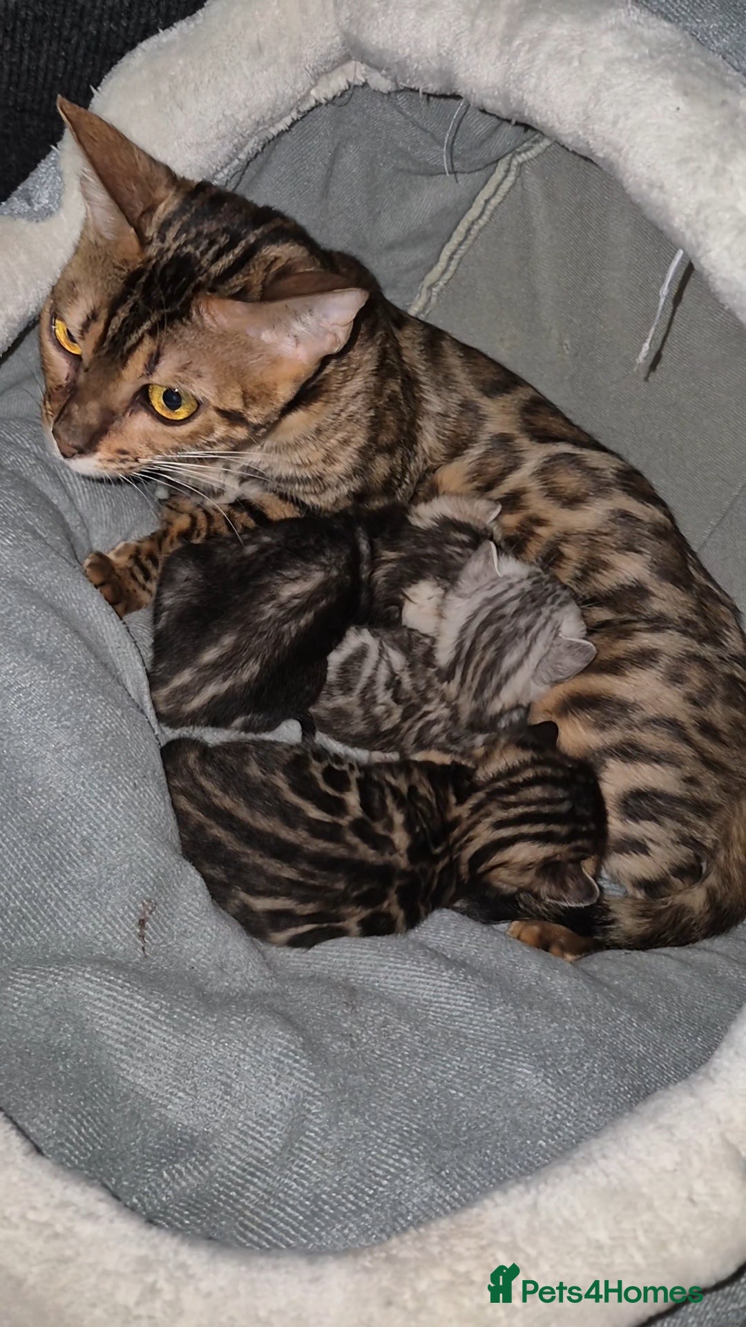 Bengal cats for sale: 6 pure bred TICA Bengals 😻 - Image 5