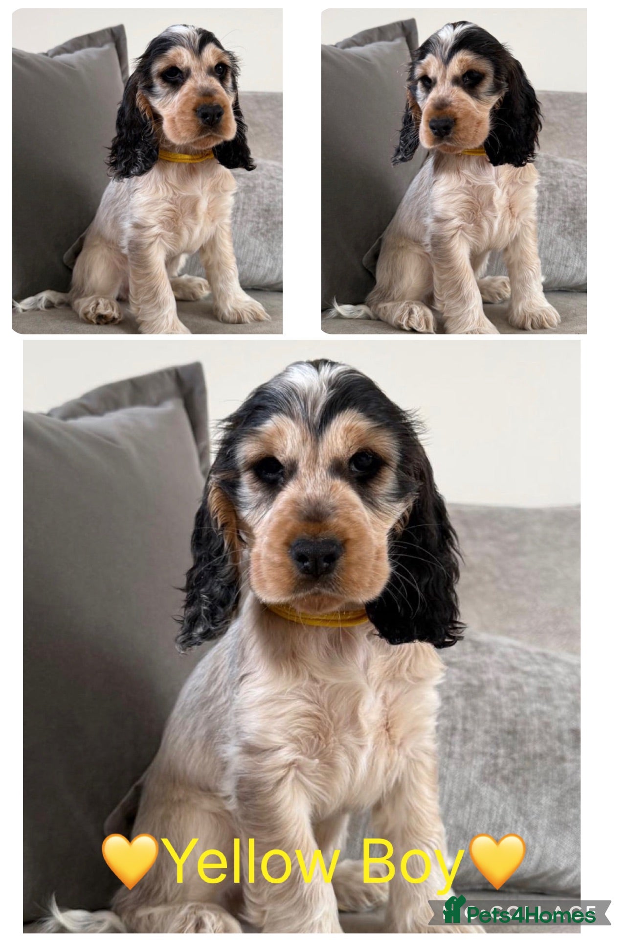 Cocker Spaniel dogs KC Registered Show Type Cocker Spaniel Puppies - Advert 1