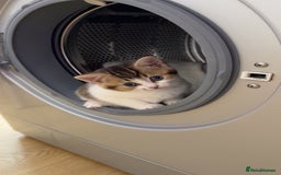 Scottish Fold cats for sale: Mixed scottish fold girl  - Advert 2