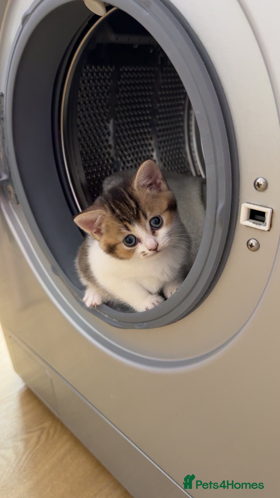 Scottish Fold cats for sale: Mixed scottish fold girl  - Advert 2