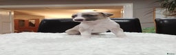 Whippet dogs for sale: KC  REG WHIPPET PUPS - Advert 11
