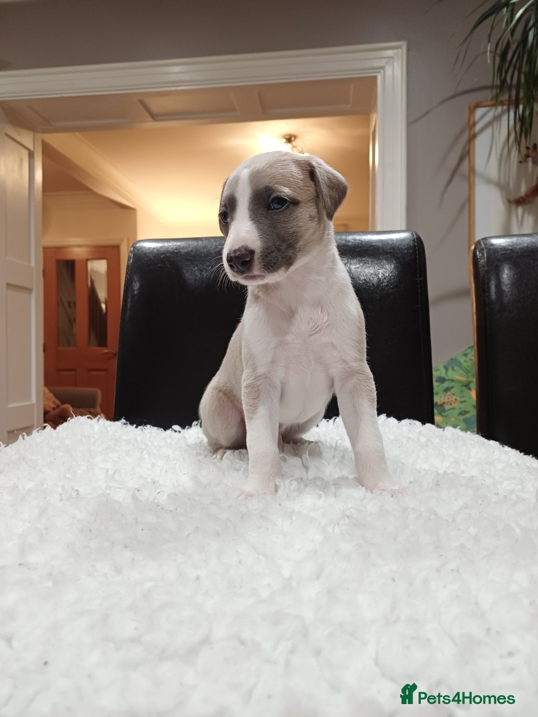 Whippet dogs for sale: KC  REG WHIPPET PUPS - Advert 11