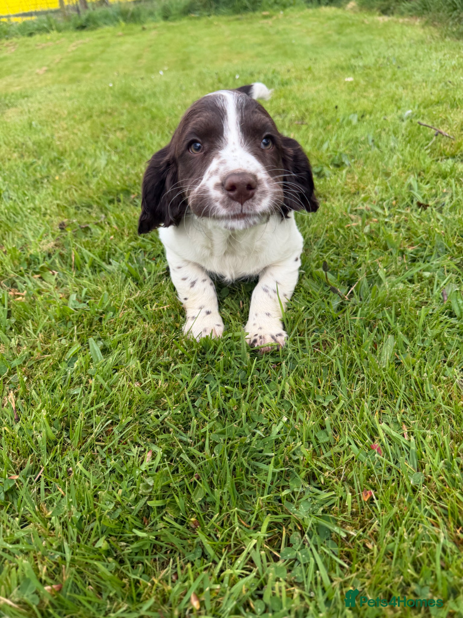 English Springer Spaniel dogs SPRINGER SPANIEL PUPPIES - Advert 6