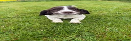 English Springer Spaniel dogs for sale: SPRINGER SPANIEL PUPPIES - Advert 1
