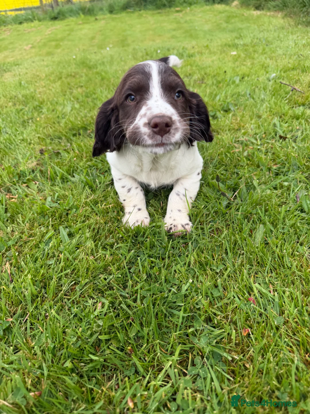 English Springer Spaniel dogs for sale: SPRINGER SPANIEL PUPPIES - Advert 1