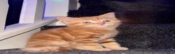 Scottish Fold cats for sale: 🩷Beautiful Scottish Fold/Straight kittens🩷 - Advert 8