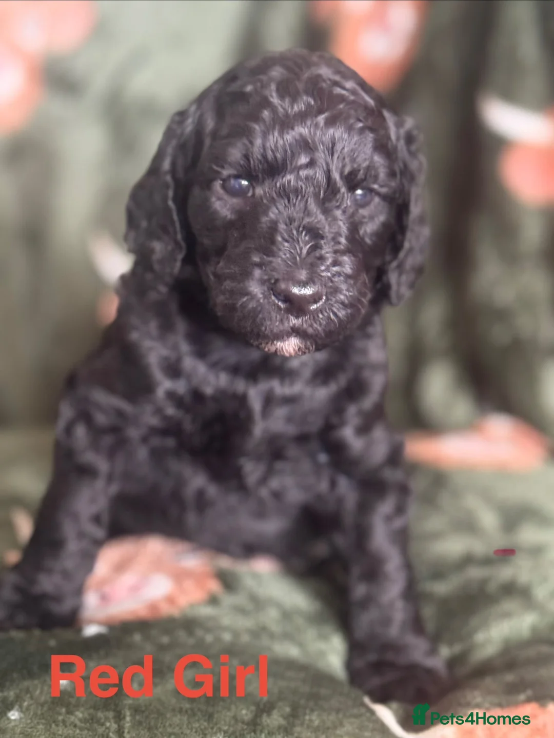 Goldendoodle dogs for sale: 🐾 GORGEOUS GOLDENDOODLE PUPPIES  - Advert 12