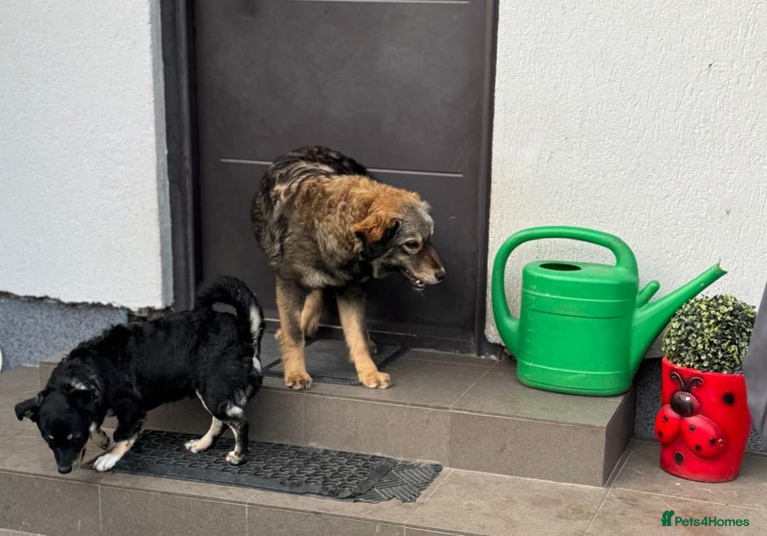 Mixed Breed dogs for adoption: OBI - a Lovely little young boy for a Loving Home - Advert 26