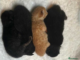 Domestic Shorthair cats - Advert 2