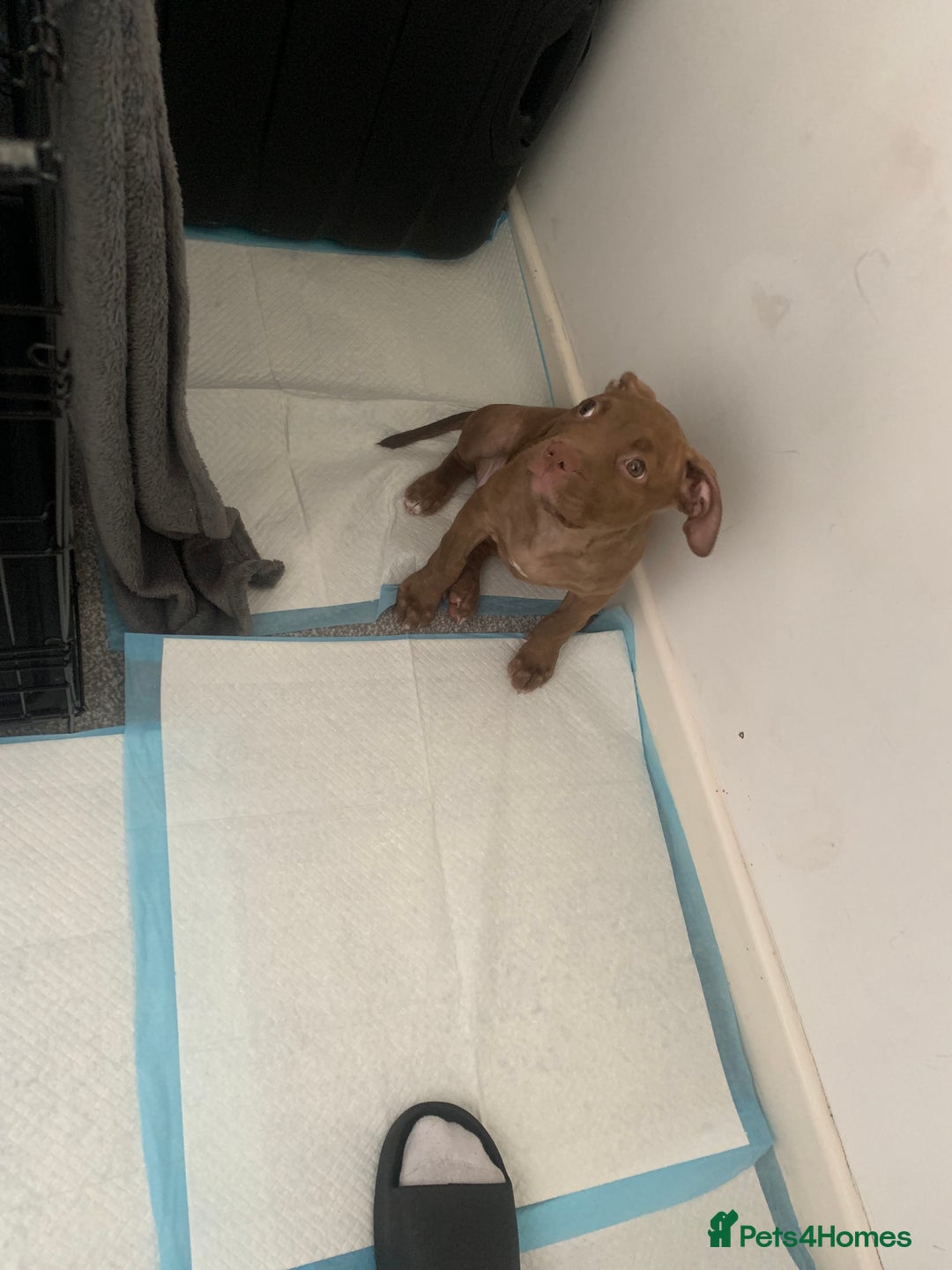 American Bull Staffy dogs for sale: 3 months Staffy X pit bull  - Image 5