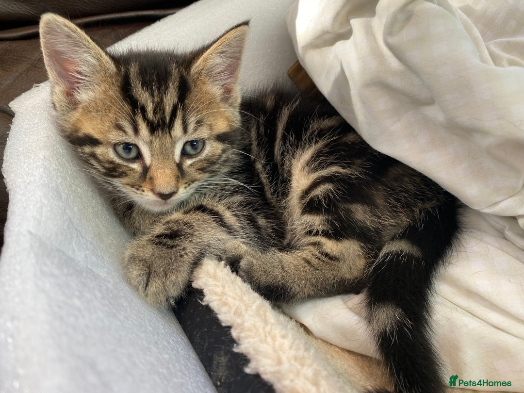 Domestic Shorthair cats for sale: 5 gorgeous little kittens looking for new homes - Image 14