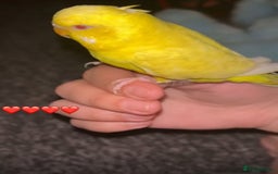 Budgerigars birds for sale: Budgies yellow and  everything you need included  - Image 2