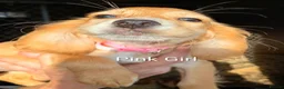 Cocker Spaniel dogs for sale: Fantastic Cocker Spaniels  - Advert 9