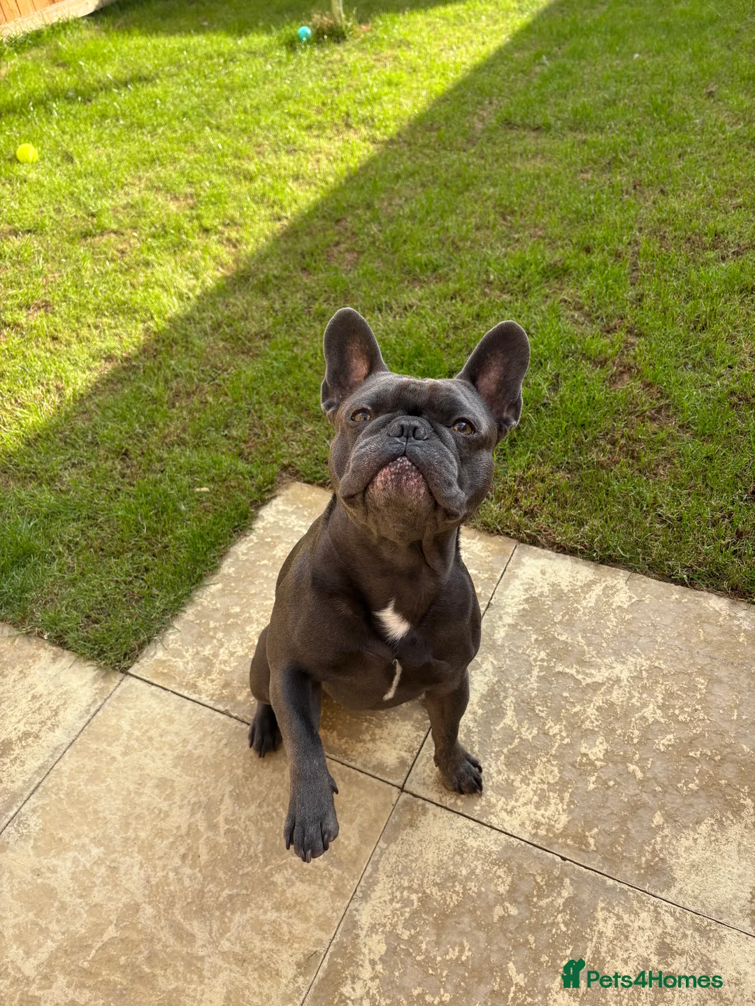 French Bulldog dogs for sale: 4 Year Old Blue French Bulldog - Enzo  - Advert 3