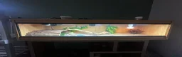 Bearded Dragon reptiles for sale: Bearded dragon looking for a loving home in Southampton - Advert 2