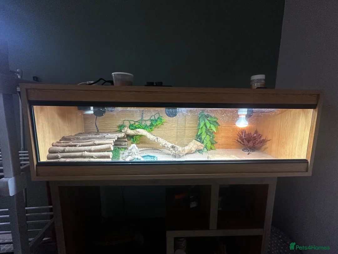 Bearded Dragon reptiles for sale: Bearded dragon looking for a loving home in Southampton - Advert 2