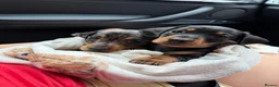 Miniature Dachshund dogs for sale: Miniature dachshund puppies 🐶 READY NOW - Advert 4