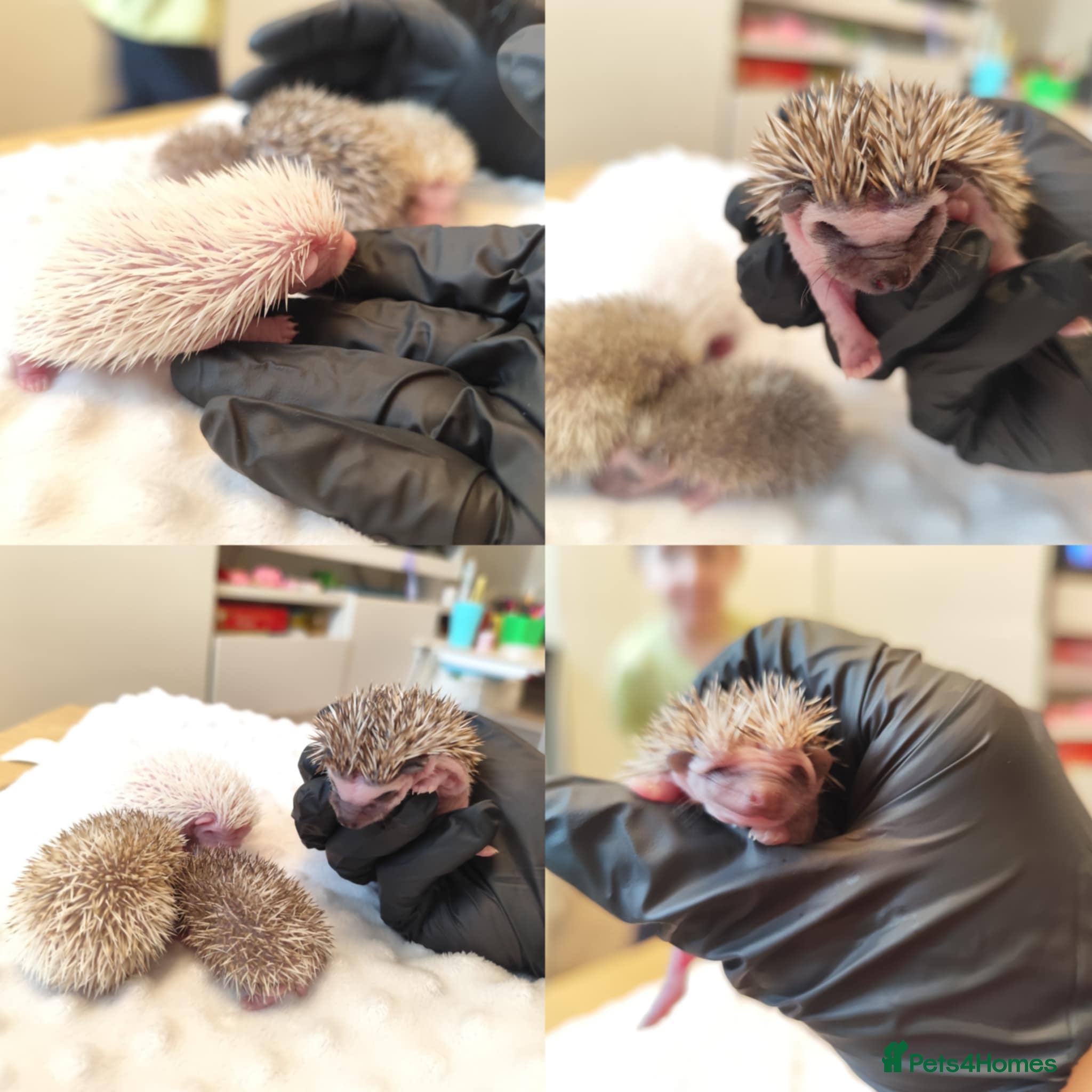 Pygmy Hedgehog rodents African Pygmy hedgehog babies - Advert 1