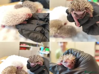 Pygmy Hedgehog rodents African Pygmy hedgehog babies - Advert 1