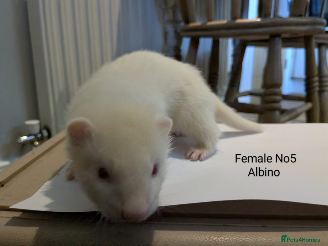 Ferret rodents for sale: Ferret Albino/sable - Image 3