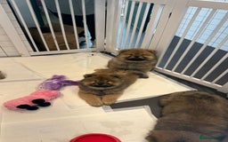 Chow Chow dogs for sale: Chow Puppies looking for new home - Image 14