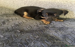 Jack Russell dogs for sale: Jack Russell puppies  - Image 9