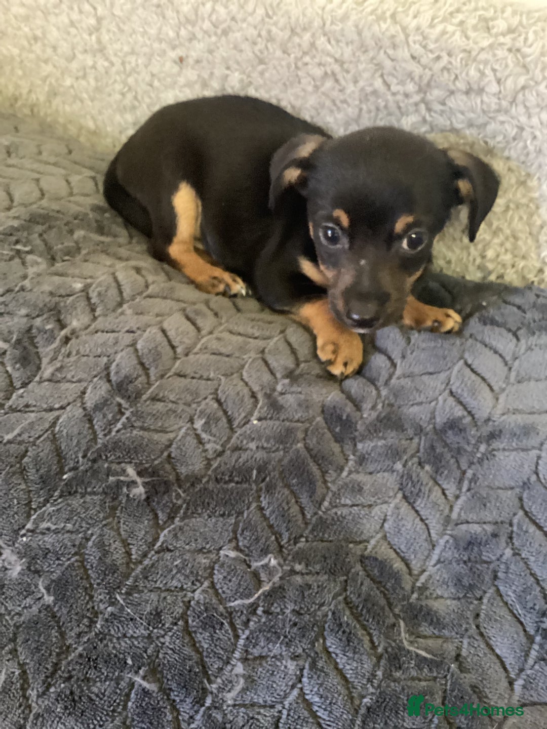 Jack Russell dogs for sale: Jack Russell puppies  - Image 9