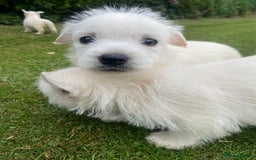 West Highland Terrier dogs for sale: West highland terriers - Image 6
