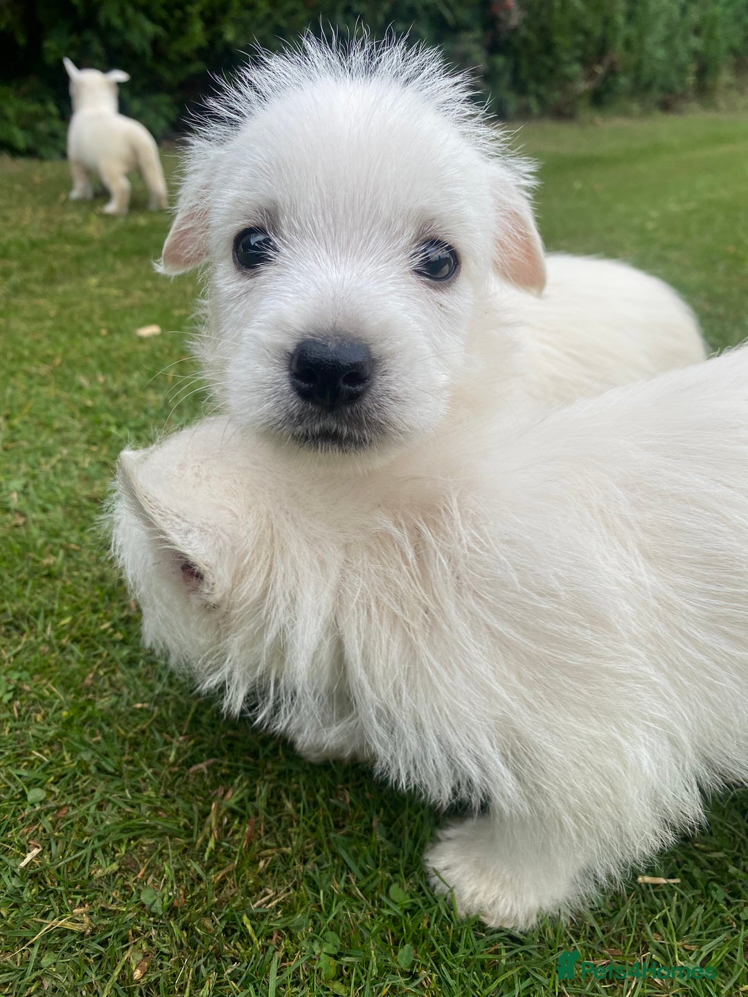 West Highland Terrier dogs for sale: West highland terriers - Image 6