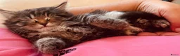 Mixed Breed cats for sale: Kittens for sale - Advert 8
