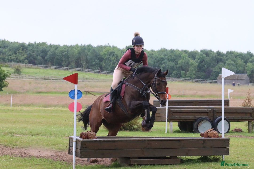 English Thoroughbred horses for sale: 15.2 thoroughbred mare - Image 5