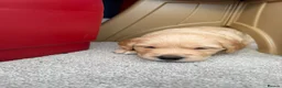 Golden Retriever dogs for sale: Kennel Club Golden Retriever Puppies Health Tested - Advert 17
